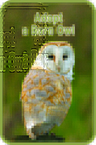 Adopt a Barn Owl