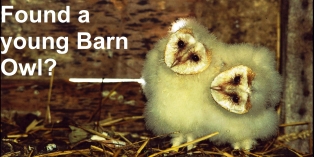 Found a young Barn Owl?