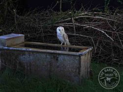 Barn Owl On Water Trough With Float