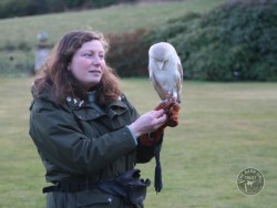 A Captive Barn Owl With Jessies on the hand