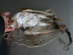 A Dead Escaped Captive Barn Owl