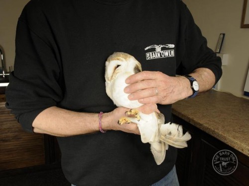 Owl Care Barn Owl Casualty Assessment Held 2