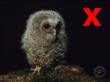 Owlet Tawny Owl Cross