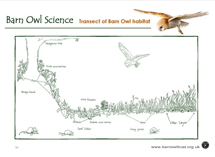 Science Transect Of Barn Owl Habitat