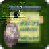 Little Owl Box