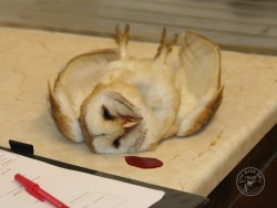 Campaigns Barn Owl Trust Rodenticide Deaths