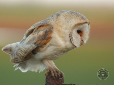 Owl Identification Barn Owl