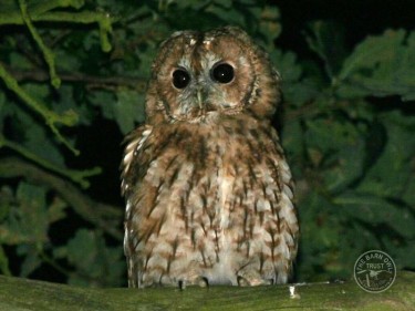 Owl Identification Tawny Owl
