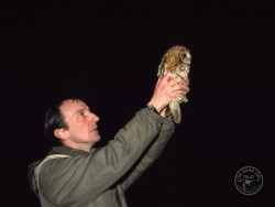 Owl Release Tawny Owl Cold Release 1
