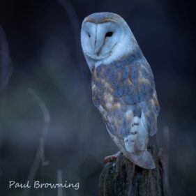 14 barn owl around