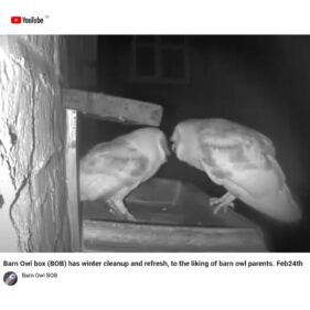 2 barn owl bob