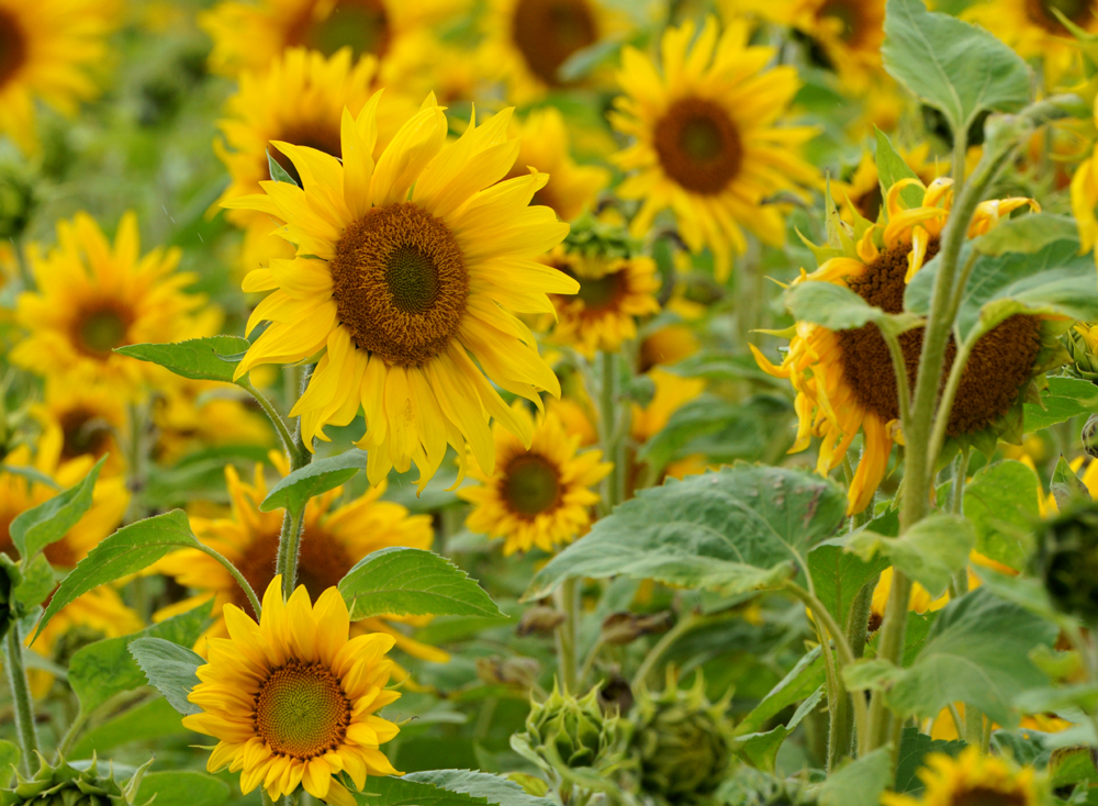 21 sunflowers - The Barn Owl Trust