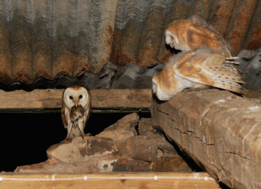 Barn owl feeding young ( tyto alba )