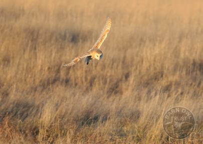 Barn Owl in flight over grassland [Les Foster]
