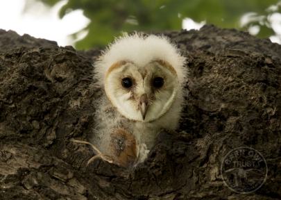 Barn owlet tree nest [Phil Thorogood]
