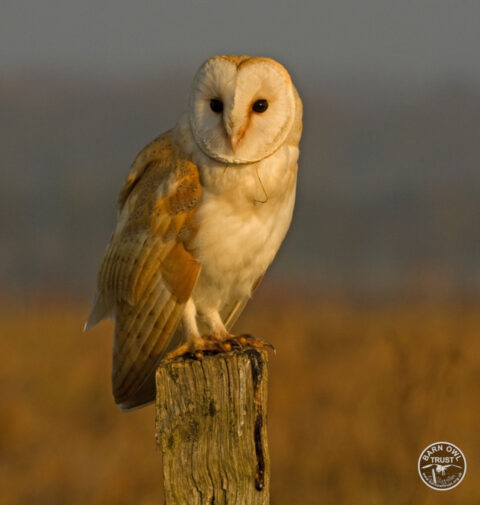 How to encourage wild Barn Owls - The Barn Owl Trust