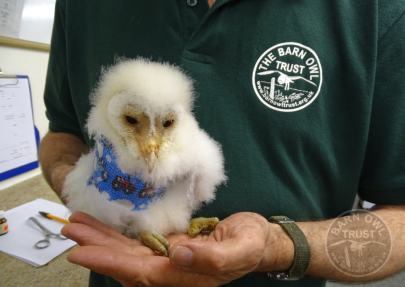 young Barn Owl rehab with wing fracture [Jo Plant]
