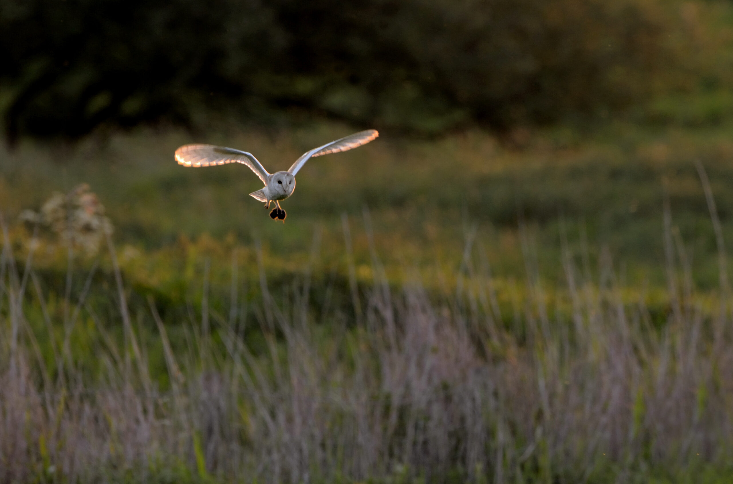 Barow vole flight grassland [craig jones] 090819 (b)