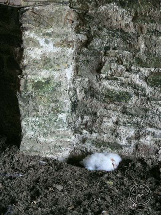 Fallen Owlets From Barn Owl Nestboxes The Barn Owl Trust