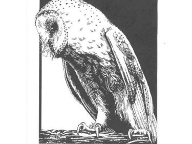 Barn Owl cards A6 Black & White