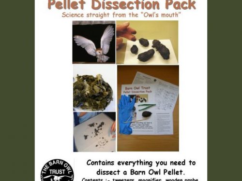 Barn Owl Pellet Analysis And Dissection - The Barn Owl Trust