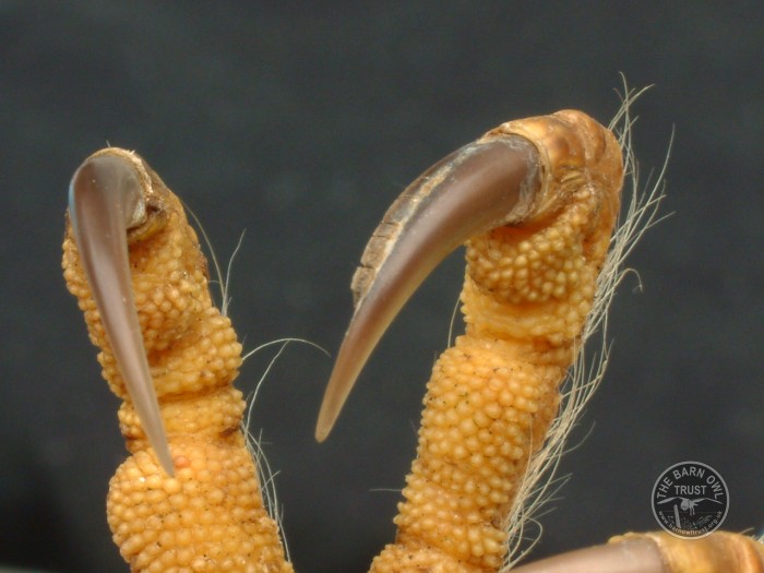 Barn Owl Anatomy Close Up Talon Comb Melanie Lindenthal The