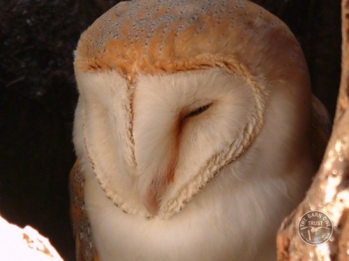 Barn Owl anatomy close-up photos - The Barn Owl Trust