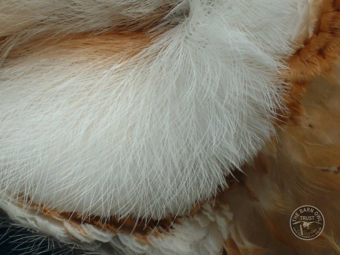 Barn Owl Anatomy Close Up Facial Disc