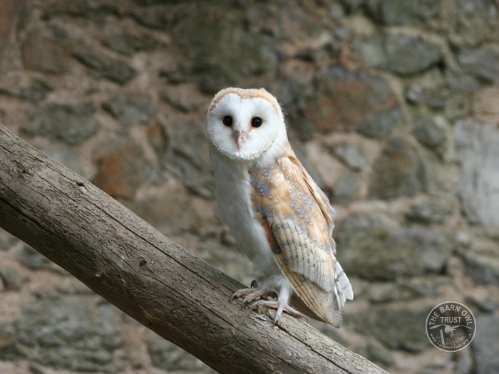 Barn Owl fledgling owlet photos - The Barn Owl Trust