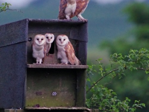 Barn Owl Fledgling Owlet Photos The Barn Owl Trust