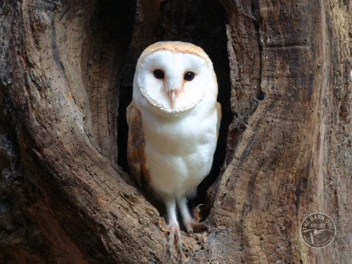 Barn Owl In Tree (Melanie Lindenthal) - The Barn Owl Trust