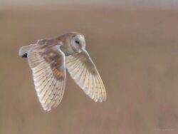 Barn owl pastel print scouting alex fleming