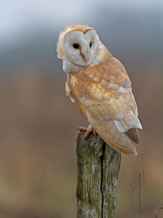 Barn Owl Photos - The Barn Owl Trust