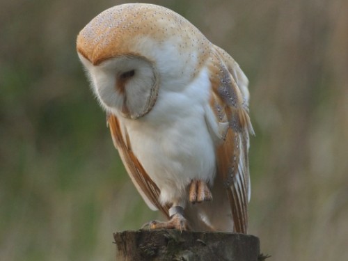 Barn Owls perch hunting - The Barn Owl Trust