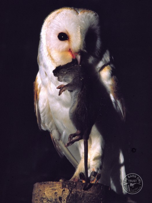 How to control rats as safely as possible - The Barn Owl Trust