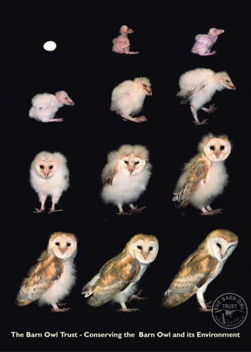 all about barn owls