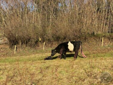 First Calf born on LLP 030225