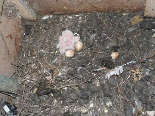 Clearing out Barn Owl nest spaces - The Barn Owl Trust