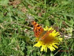 Comma on Dandelion