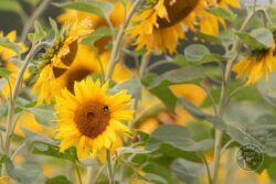 Sunflower August 2021 Photo: Tony Utting