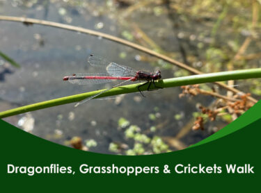 Dragonflies, grasshoppers & crickets walk