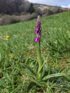 Early Purple Orchid