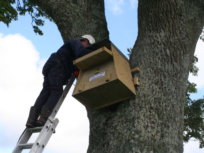 Erecting A Barn Owl Treebox 13