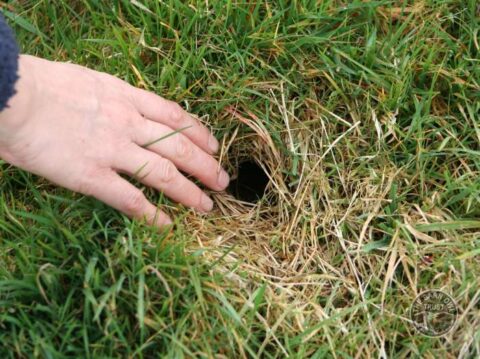 Barn Owl habitat: Vole holes and other signs of Field Voles - The Barn ...