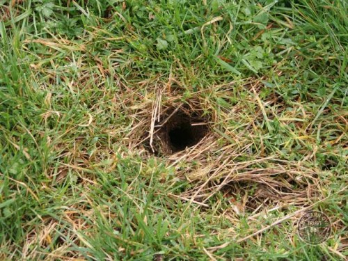 Field Vole Holes - Hole - The Barn Owl Trust