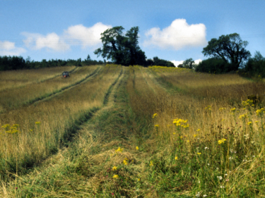 Habitat rough grass strips loc148 david ramsden 000000 a cropped