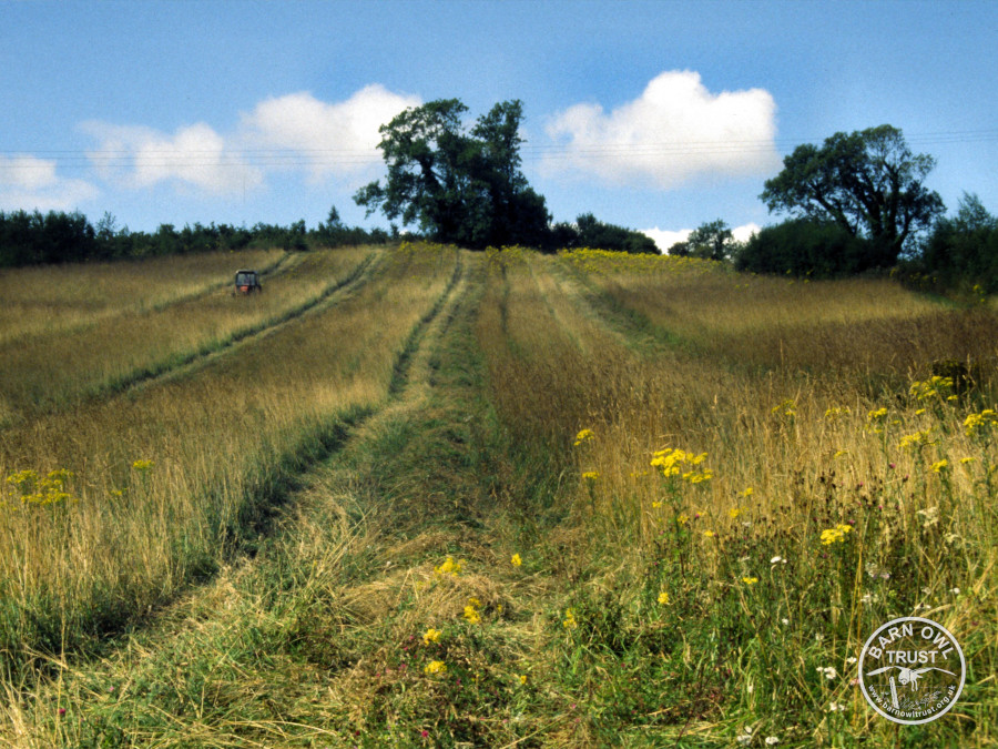 Habitat rough grass strips loc148 david ramsden 000000 a cropped 1 small