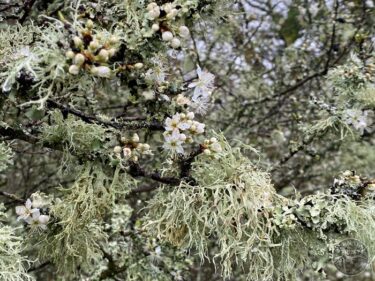 Lichen on Blackthorn