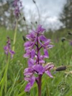 Early Purple Orchids in Kiln Close