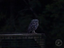 Little Owl Release